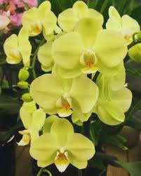 Green Light Phalaenopsis Orchid Flower Seeds Exotic Flowering Plants for - Heirloom Non GMO Premium Garden Seeds for Pla