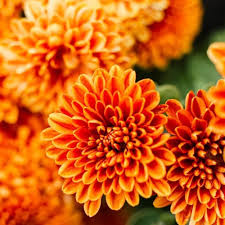 Orange Perennial Chrysanthemum Flower Seeds Heirloom Non-GMO High Germination Seeds for Planting - Heirloom Non GMO