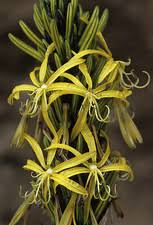 Yellow Asphodeline Flower Seeds Rare Blooming Plants Balcony and Patio Gardening Colorful Seeds for Planting Heirloom Non GMO