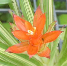 Bromeliad Flower Seeds