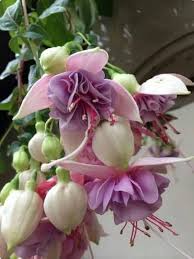 Fuchsia Flower Seeds Exotic Flowering Plants for Colorful Backyard Beauty | Seeds - Heirloom Non GMO Premium Flower Seed
