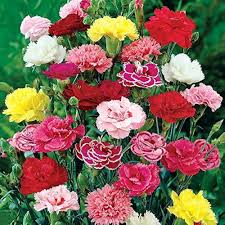 Carnation Flower Seeds Exotic Flowering Plants Colorful Backyard Beauty Colorful Landscape Seeds for Planting - Heirloom