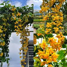 Yellow Eccremocarpus Flower Seeds for Planting - Heirloom Non GMO High Germination Garden Seeds for Planting