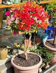 White Bougainvillea Flower Seeds - Heirloom, Non-GMO, High Germination Flower Seeds for Planting
