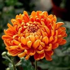 Orange Chrysanthemum Flower Seeds Premium Floral Seeds Decorative Outdoor Landscapes Seeds for Planting Heirloom Non-GMO High Germination Organic Garden Seeds