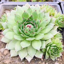 Green Sempervivum Flower Seeds
