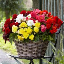 Begonia Flower Flower Seeds - Heirloom Non GMO High Germination Organic Garden Planting Seeds