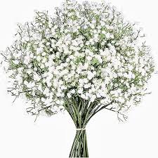 White Cicely Flower Seeds