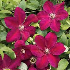 Red Clematis Flower Seeds - Heirloom Non GMO High Germination Garden Seeds for Planting