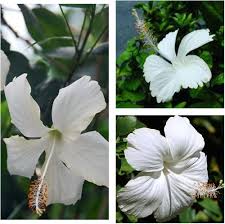 White Giant Hibiscus Flower Seeds for Growing Floral Seeds for Decorative Outdoor Landscapes Seeds for Planting