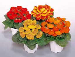Mixed Calceolaria Flower ,Calceolaria Flower Seeds