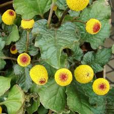 Yellow Acmella oleracea Flower Seeds Exotic Flowering Plants Colorful Backyard Beauty Blooms Seeds for Planting Heirloom