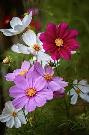 Pink Cosmos Flower Seeds - Heirloom Non GMO High Germination Flower Seeds for Planting