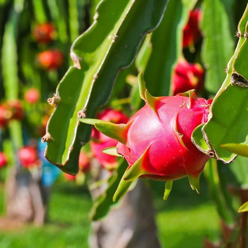 dragon fruit hylocereus undatus in backyard seeds