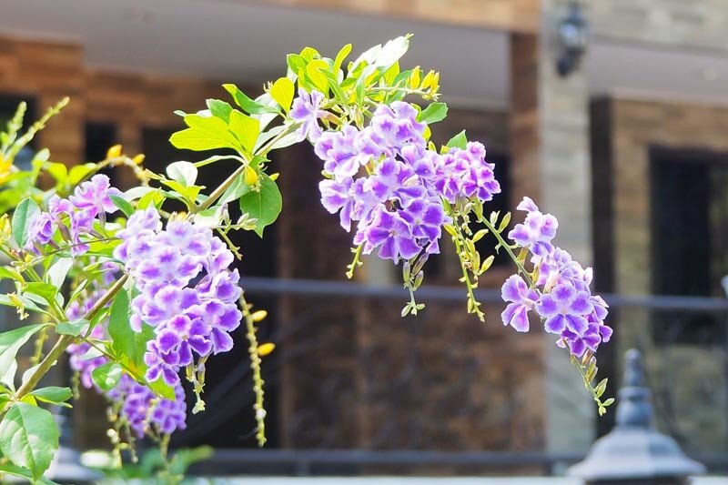 Duranta Flower Seeds
