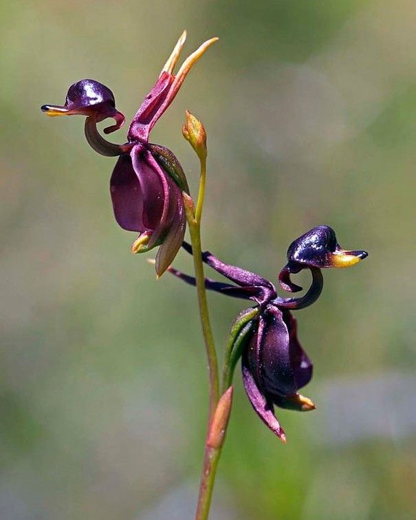 Brown Duck Orchid Flower Seeds