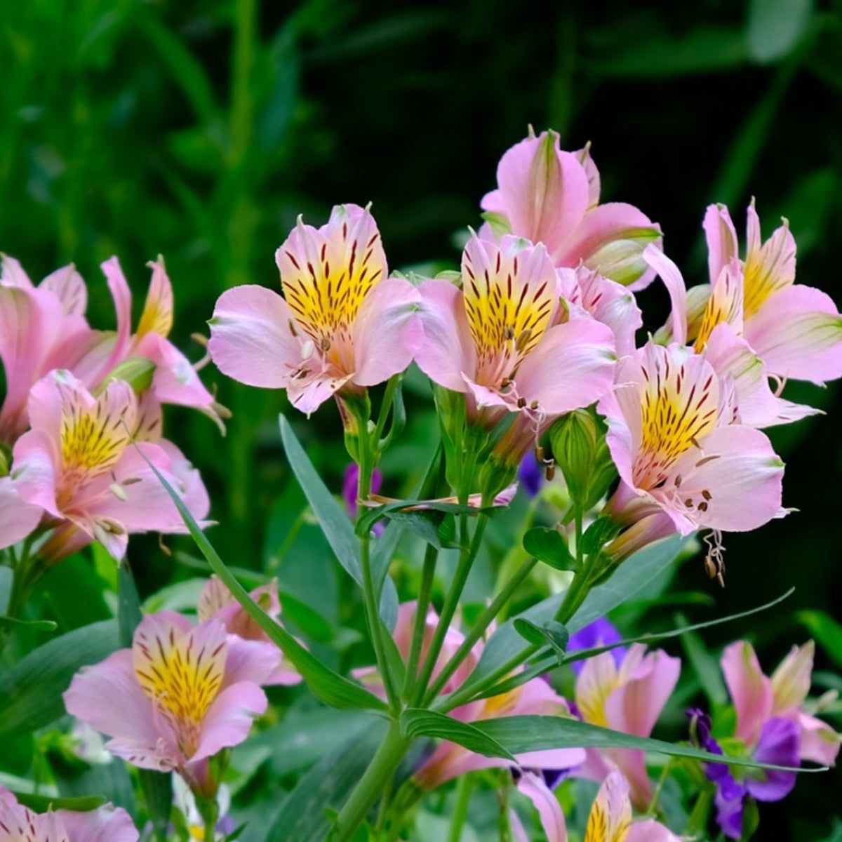 Alstromeria Flower Seeds - Heirloom Non GMO High Germination Garden Planting Seeds