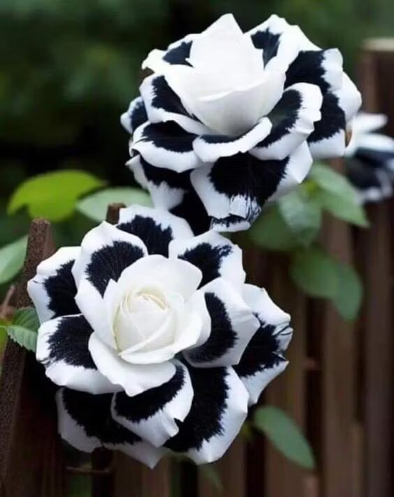 Yellow Black Rose Flower Seeds - Heirloom Non GMO Premium Garden Seeds for Planting