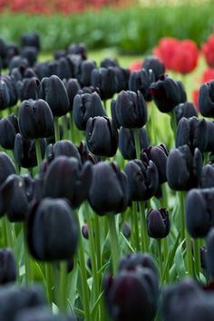Black Tulip Flower Seeds