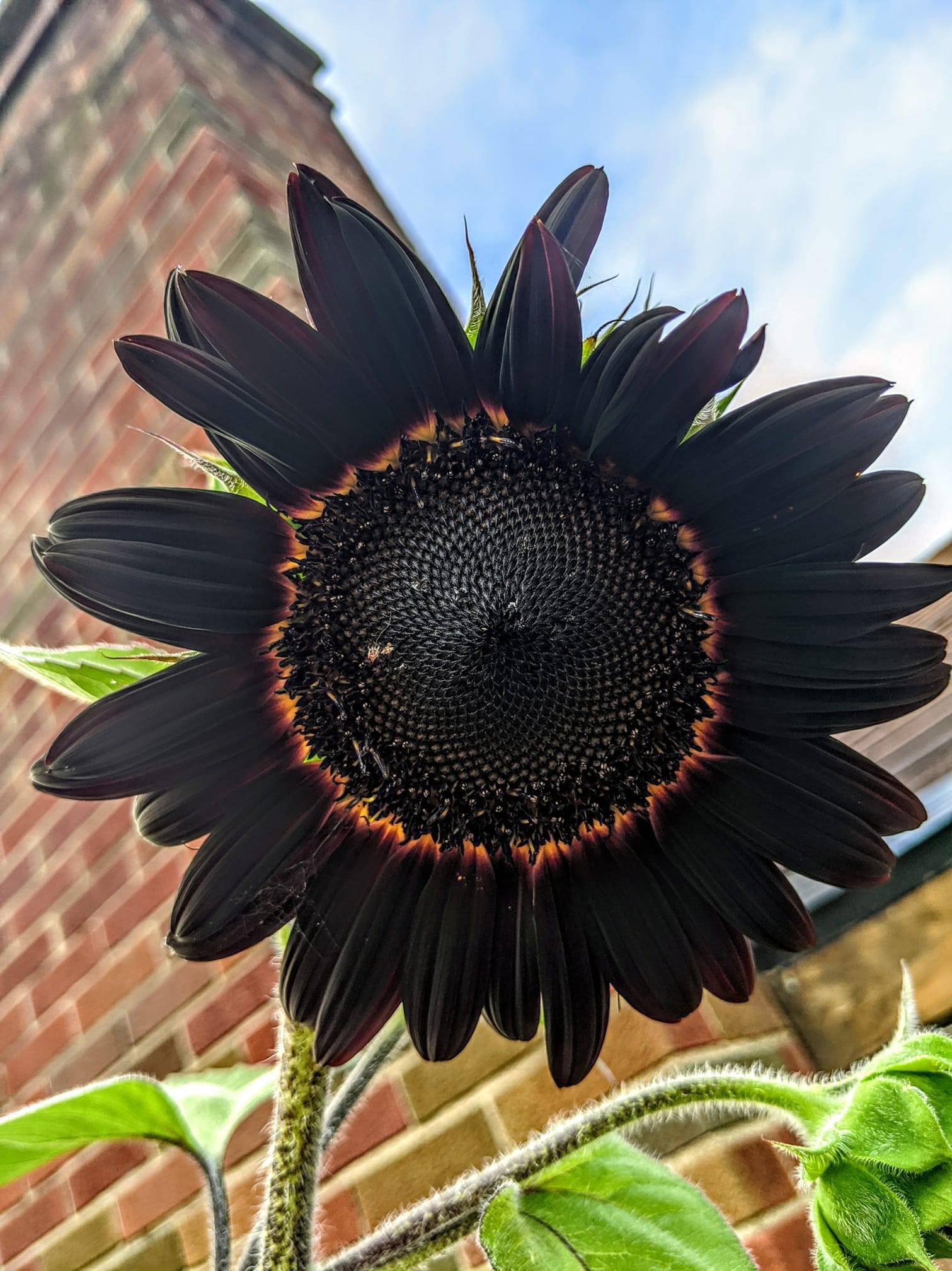 Black Coneflower Flower Seeds