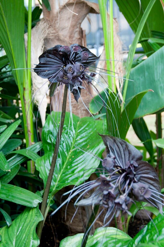 Black Tulip Flower Seeds - Heirloom Non GMO Premium Garden Seeds for Planting