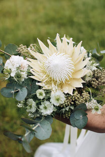 White Protea Flower Seeds - Heirloom Non GMO High Germination Flower Seeds for Home Garden Planting