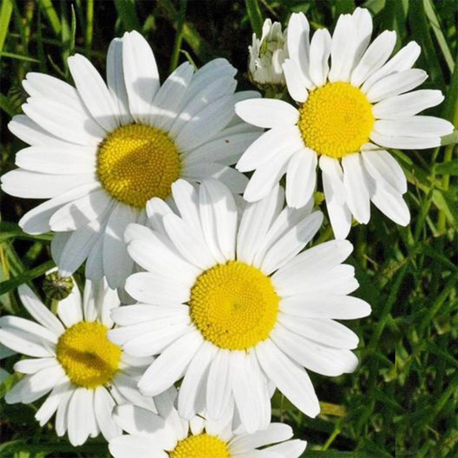 White Daisy Flower Seeds – Exotic Flowering Plants for Vibrant Garden Beauty
