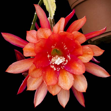 Orange Epiphyllum Flower Seeds - Heirloom Non GMO High Germination Garden Planting Seeds