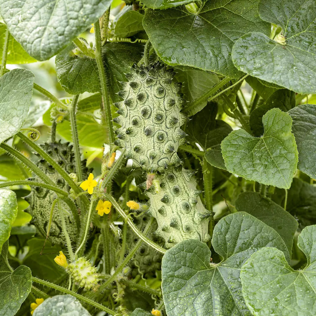 afrikanische kiwano exotic spiky fruit plants seeds