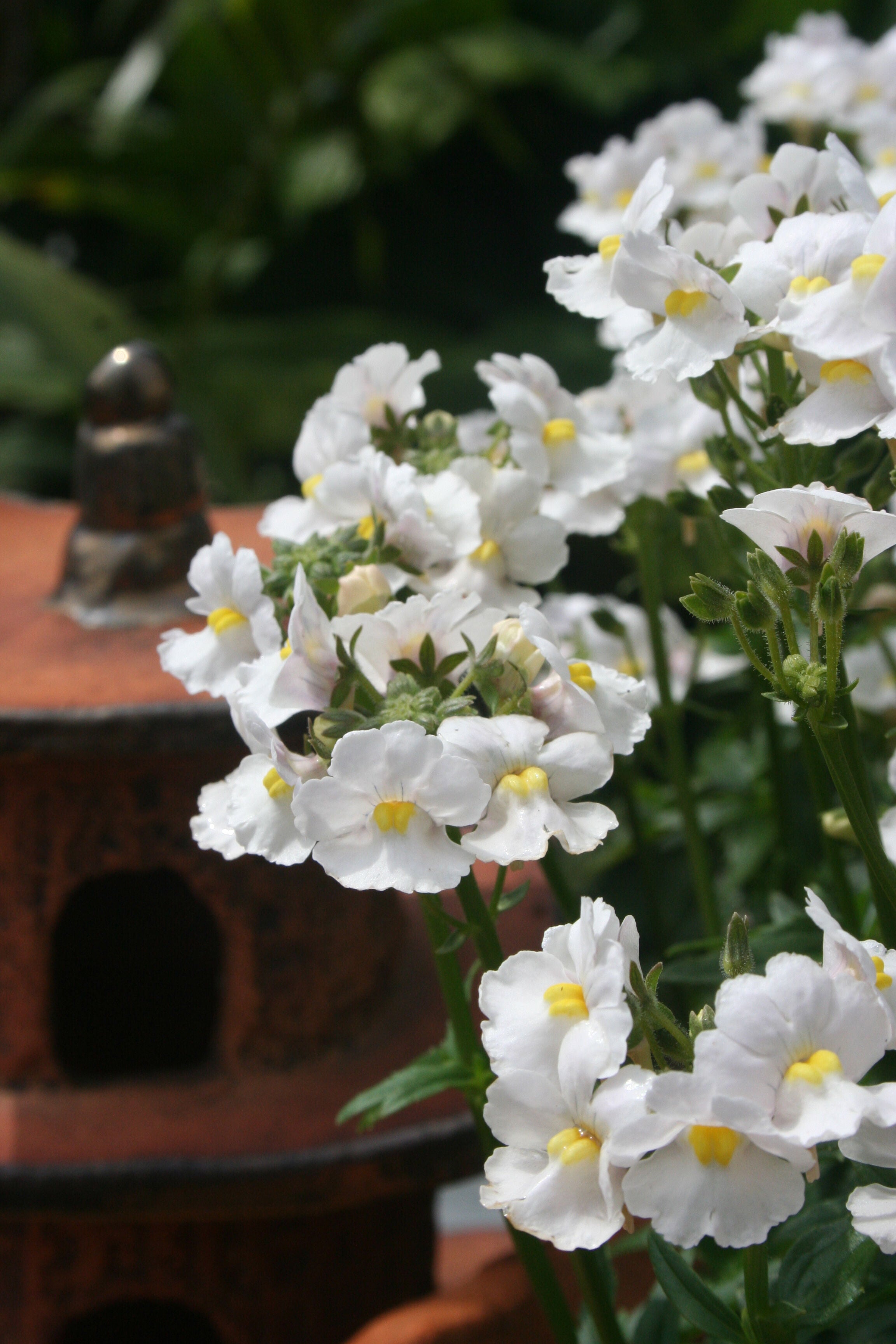 White Nemesia Flower Seeds – Heirloom Non GMO High Germination Seeds