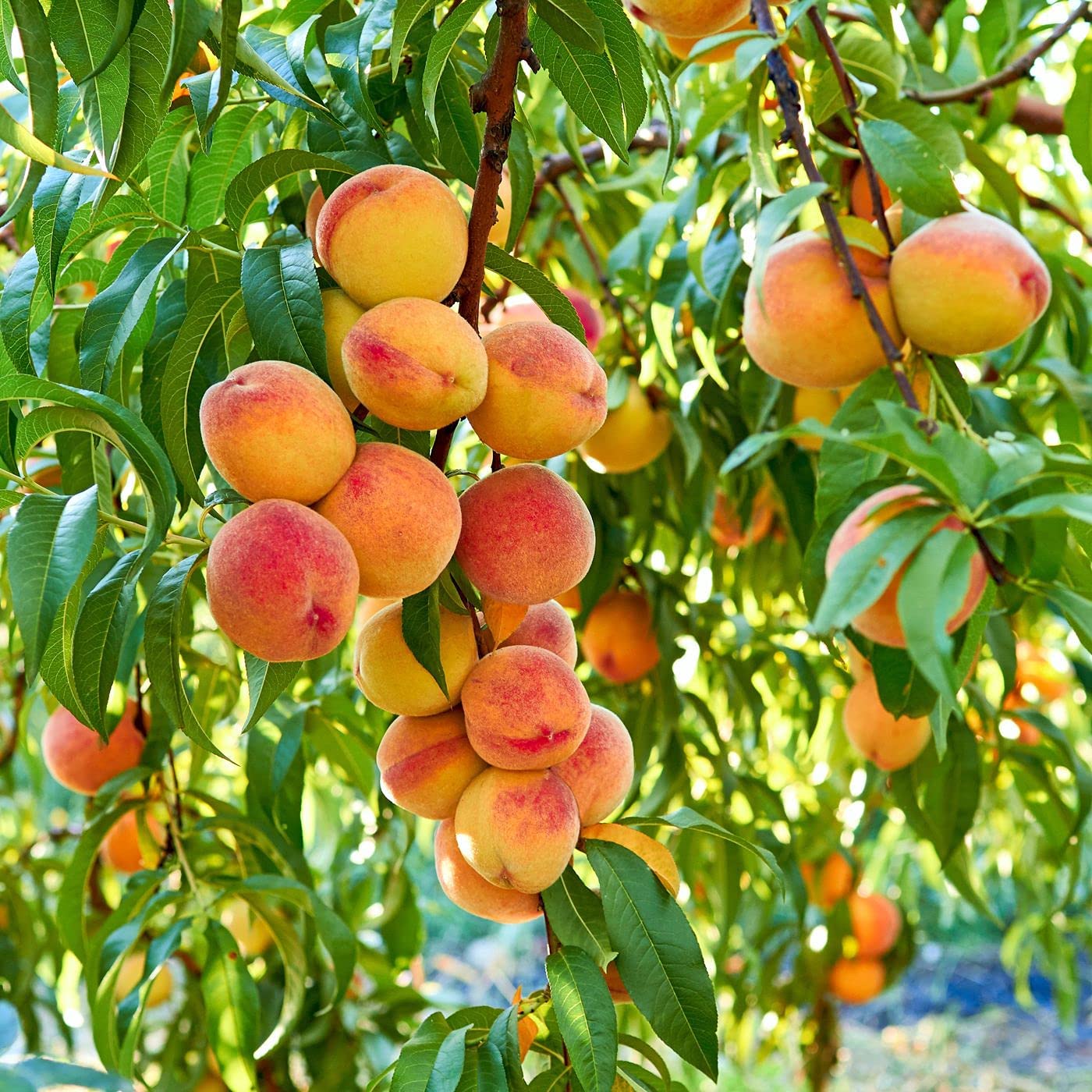 flat peach prunus persica fruit red seeds