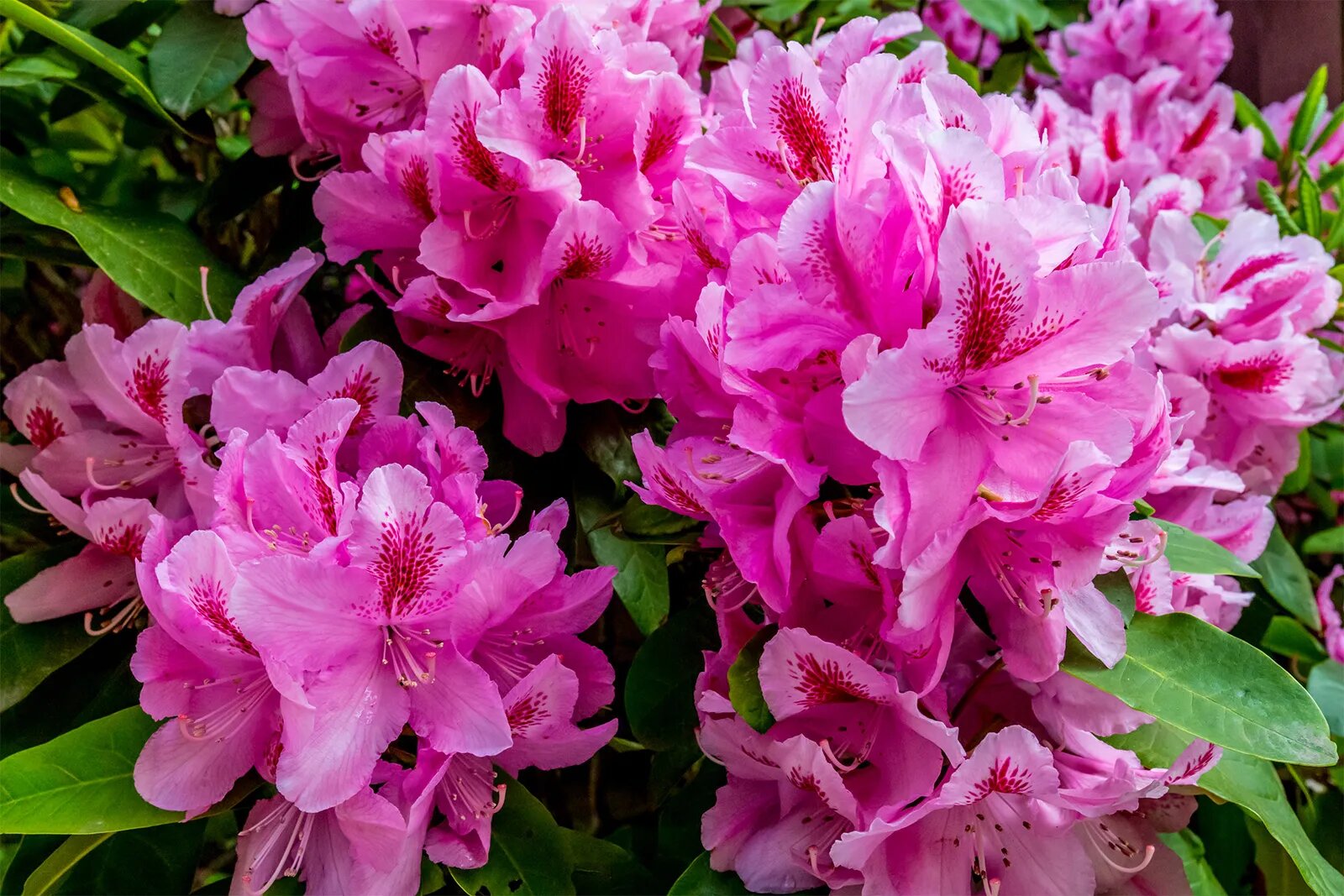 Rhododendron Flower Seeds