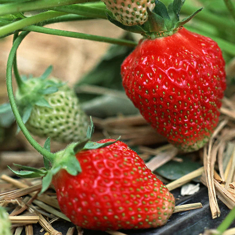 strawberry fragaria x ananassa super giant seeds