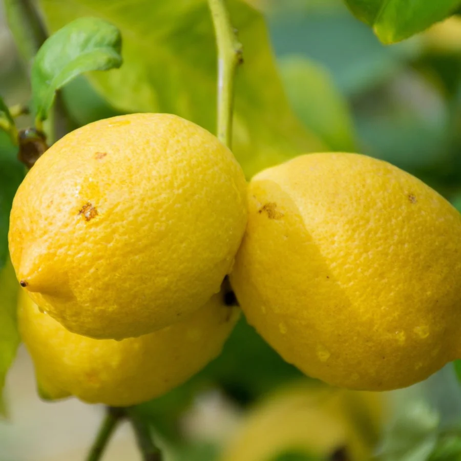 Genoa Lemon Rare Highly Productive Fruit Seeds