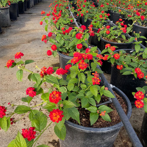 Red Lantana Flower Seeds