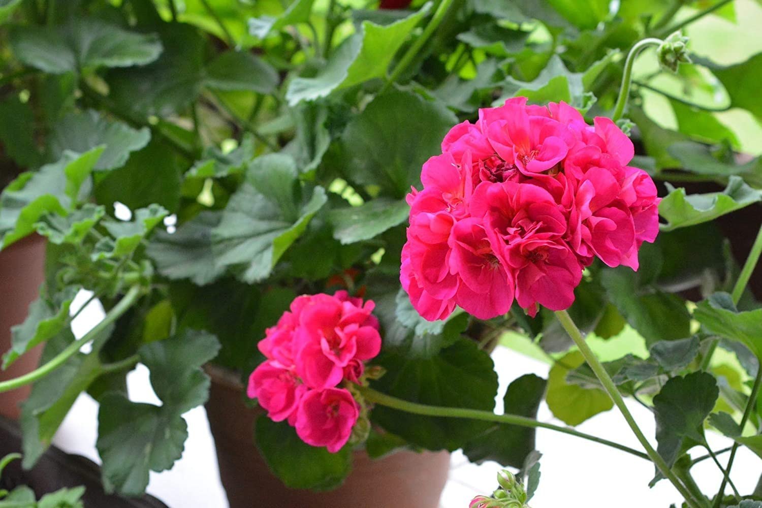 Pink Blooming Geranium Flower Seeds