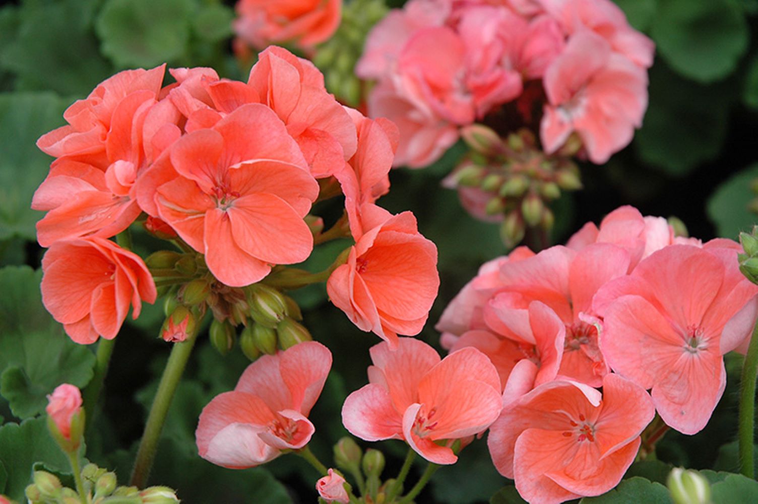 Pink Geranium Apple Blossom Dark Fresh Flower