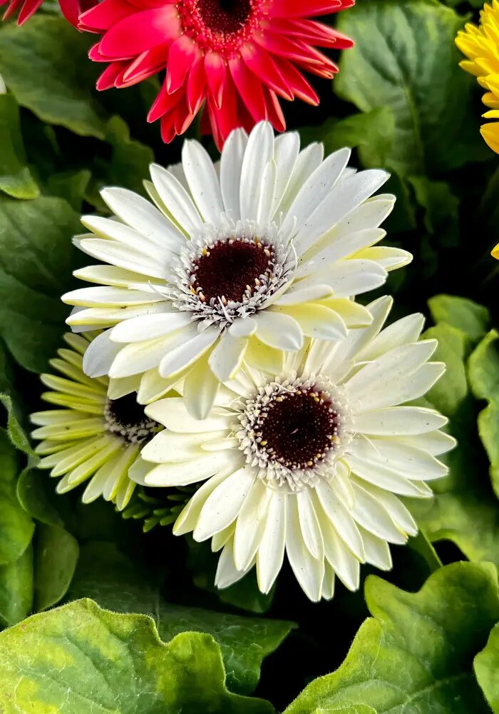 White Gerbera Flower Seeds