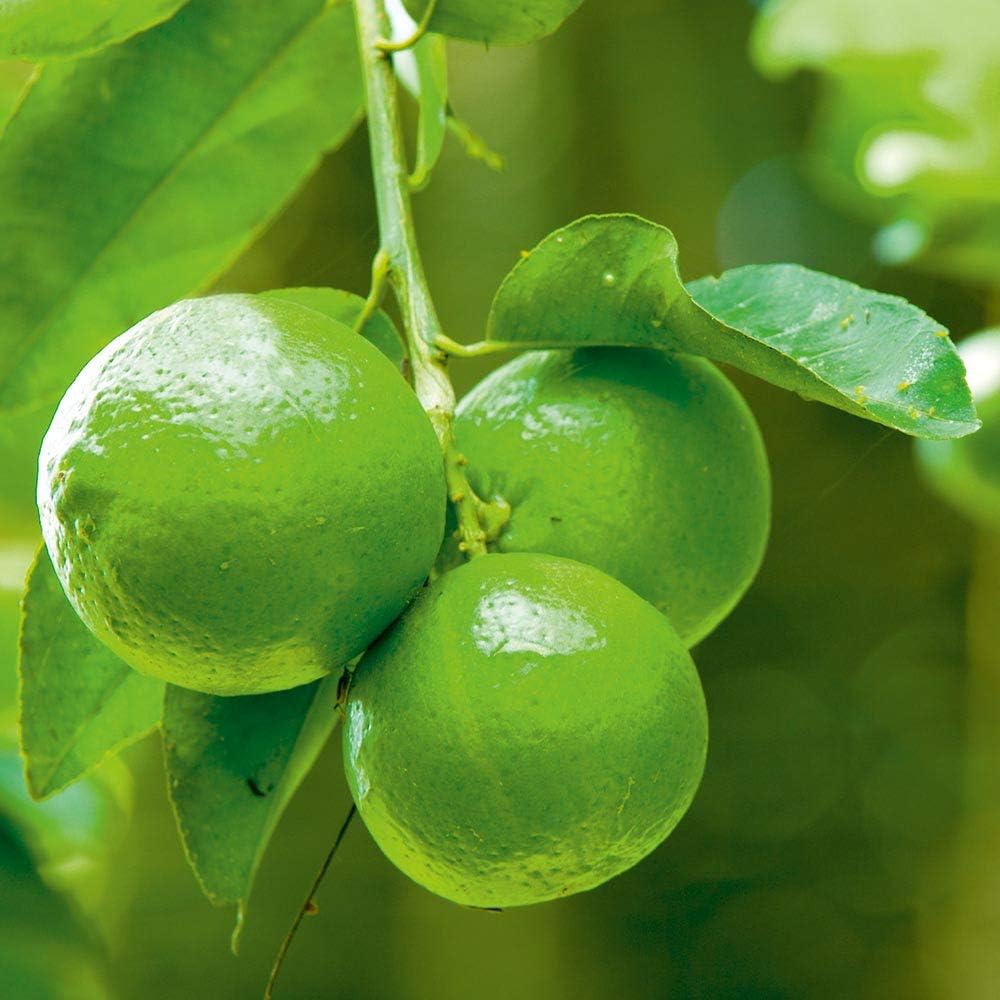 Giant Rough Lemon Hardy Drought Fruit Seeds