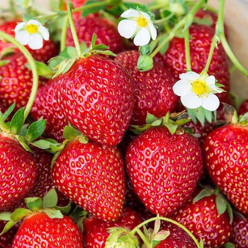 giant strawberry large sweet four season seeds