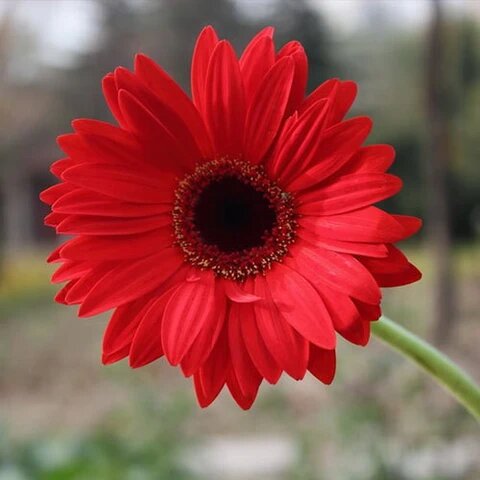 Red Daisy Flower Seeds - Heirloom Non GMO High Germination Premium Garden Seeds for Planting