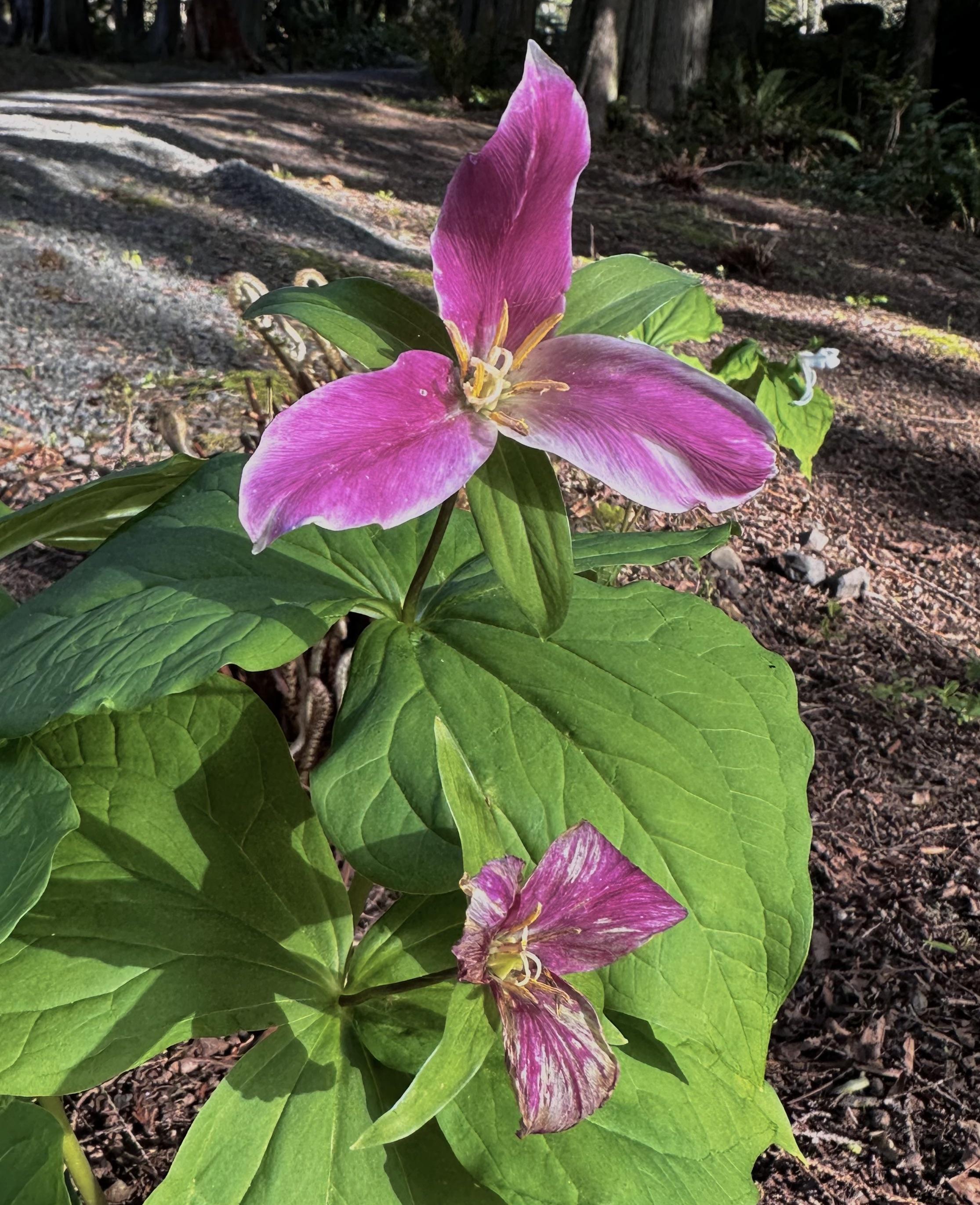 Dark Pink Trillium Flower Seeds