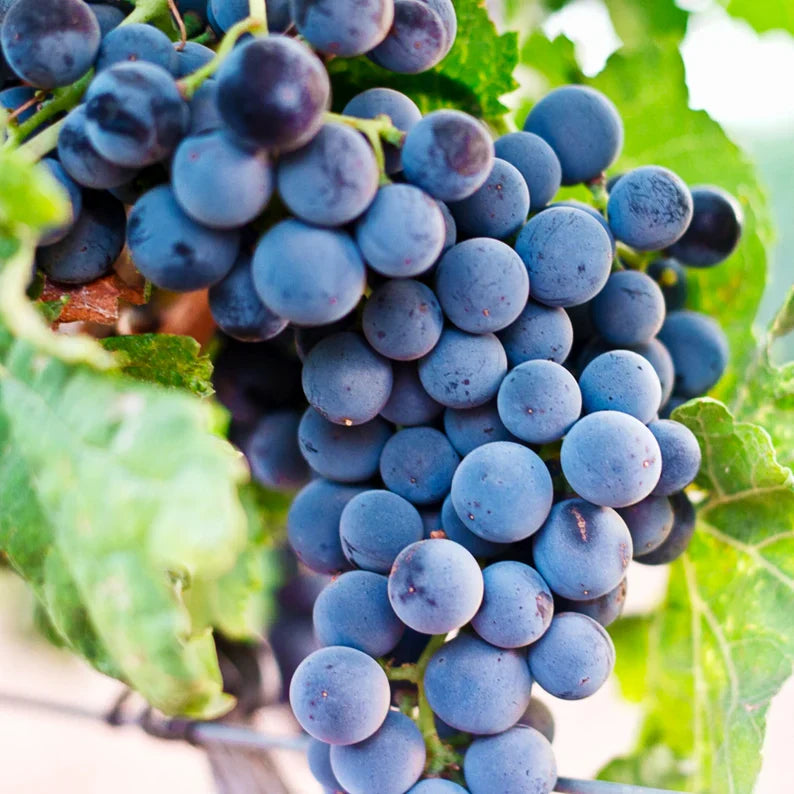 Grape Dark Blue Color Variety Fruit Seeds
