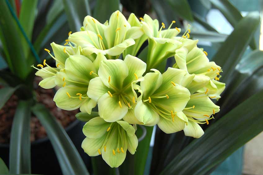 Green Perennial Clivia Flower Seeds - Heirloom Non GMO High Germination Flower Seeds for Home Garden Planting