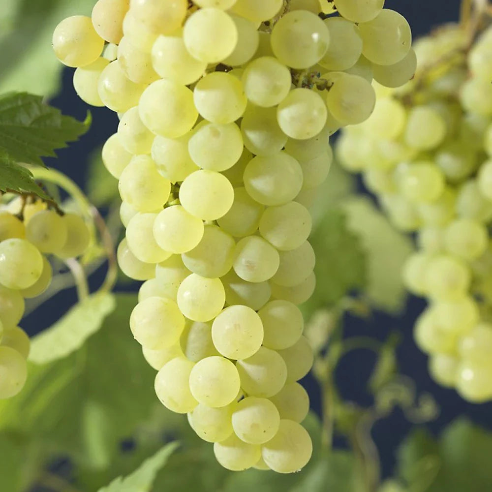 green grape vitis vinifera fruit in seeds