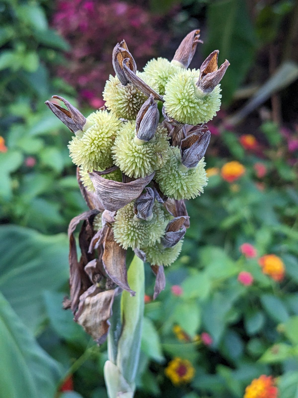 Canna Flower Seeds Planting and Growing Premium Floral Seeds Decorative Outdoor Landscapes - Heirloom Non GMO High Germi