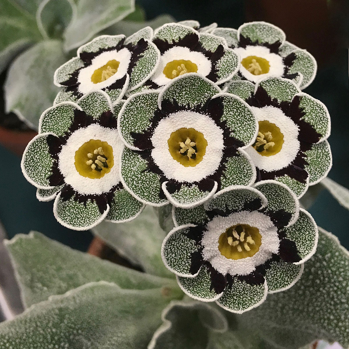 Primula Auricula Flower Seeds