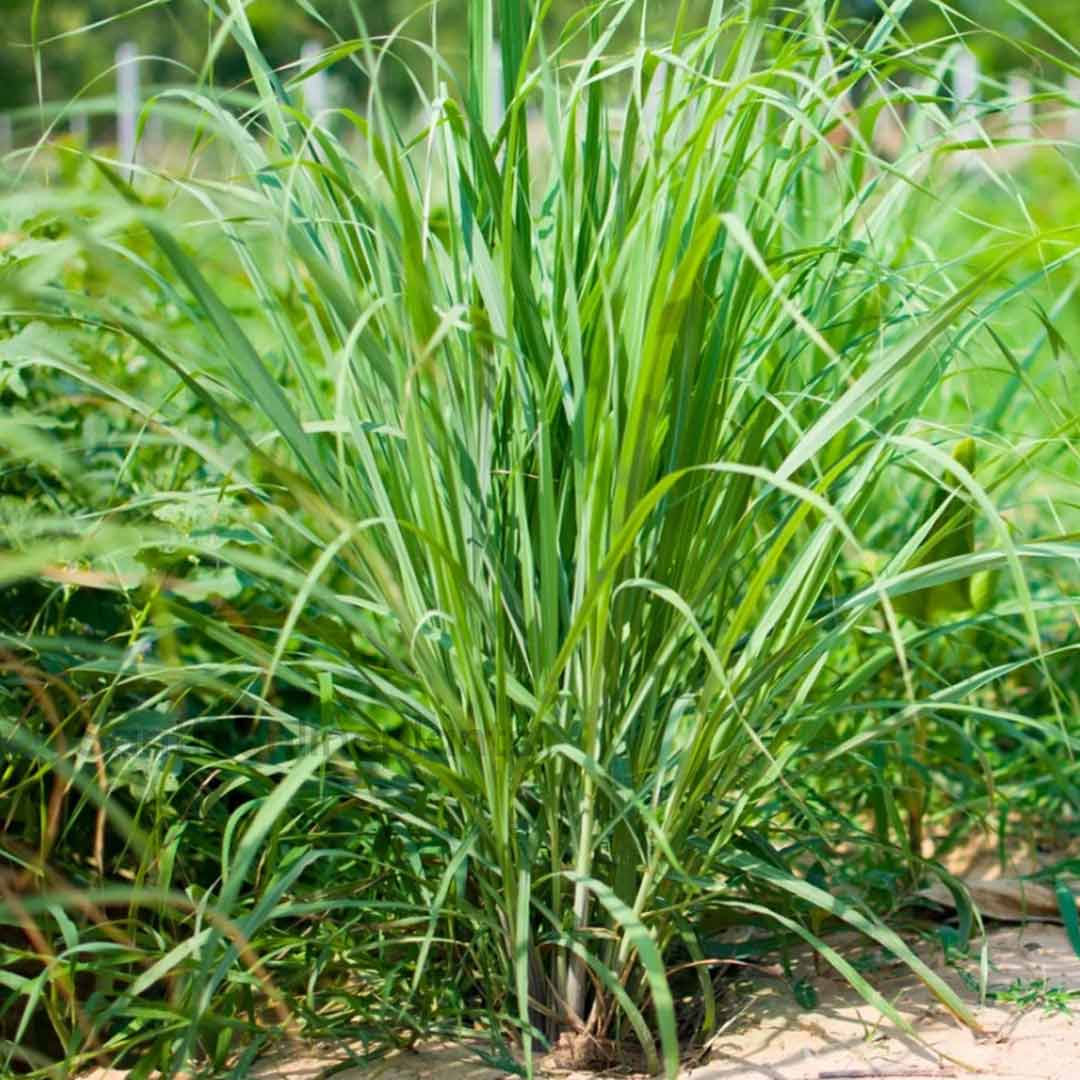 lemongrass cymbopogon citratus plant Fruit Seeds