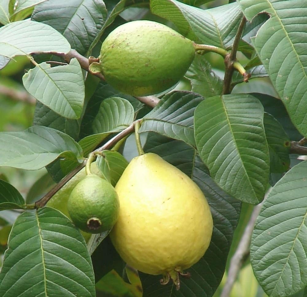 guava psidium guajava fruit in and seeds