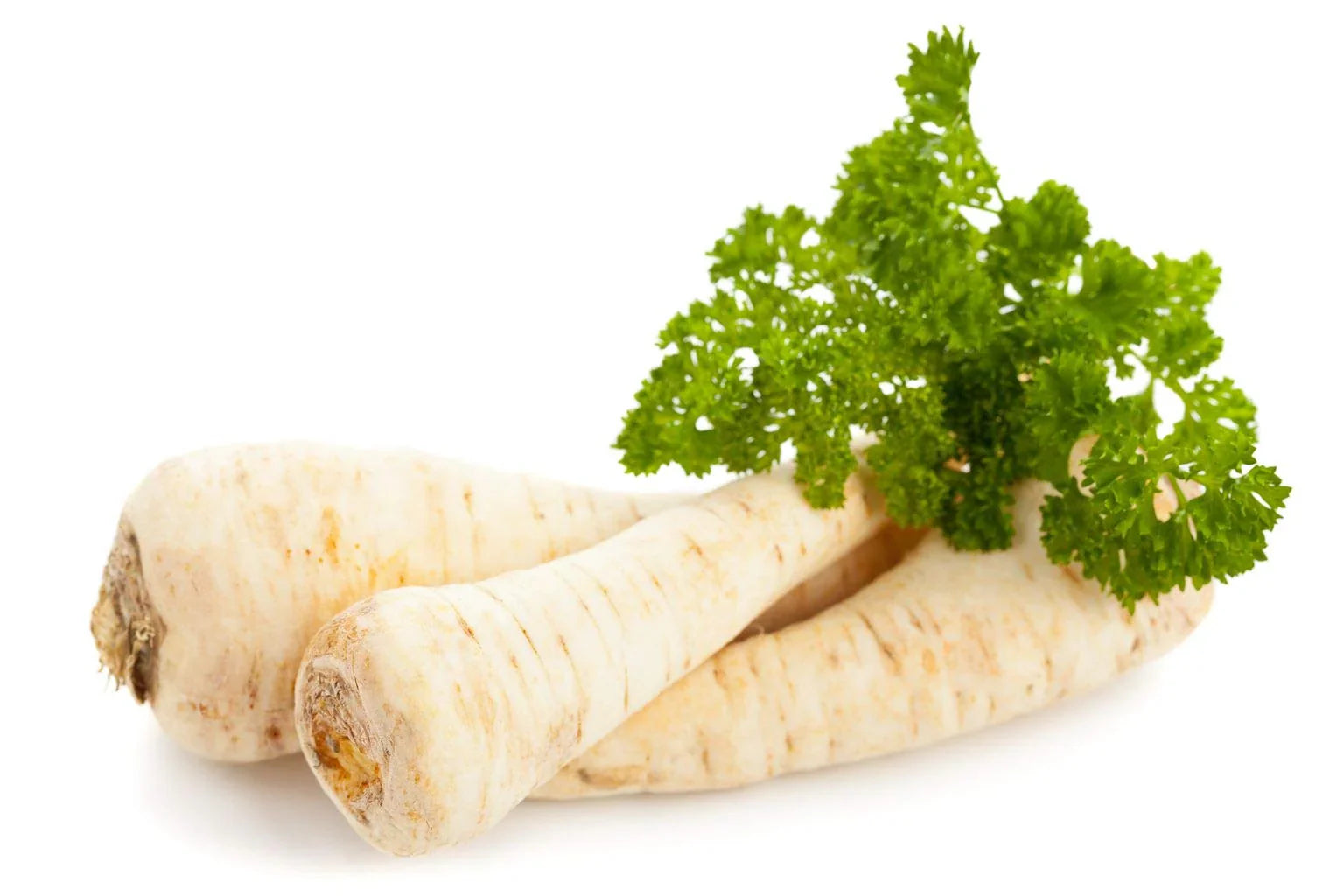 hamburg rooted parsley dual purpose root seeds